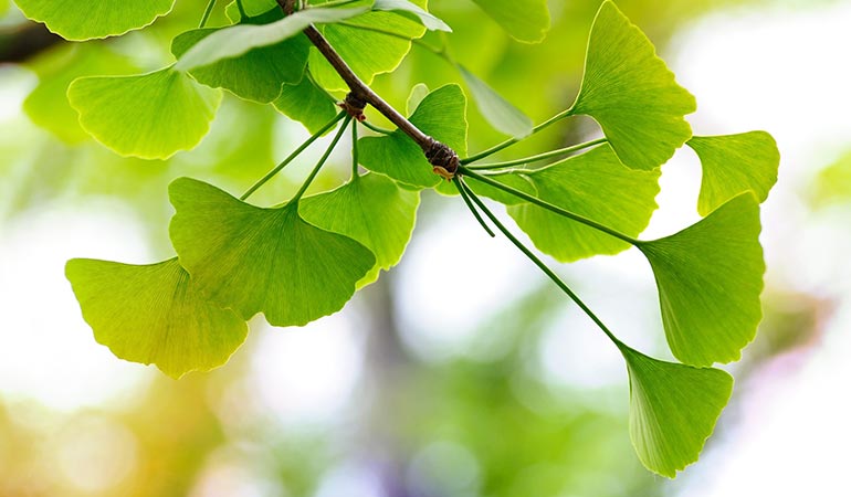 6种激励药草和根,神经症与人的成长