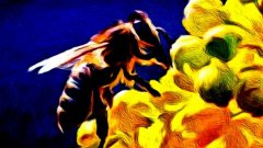 花粉的功效与作用,7个蜂花粉神奇的健康的好处,神奇宝贝天空之阿空