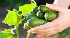 5个简单的步骤即可在家中种植和收获黄瓜
