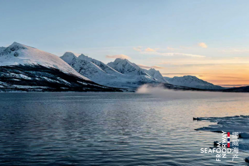 三文鱼品牌零售商的优质之选——挪威三文鱼