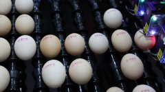 鸡蛋变“金蛋”，京好食鲜蛋产业链助力乡村振兴